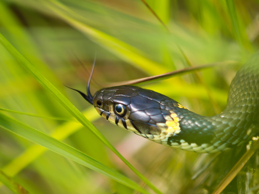 Slangen In Nederland | Natuurwijzer